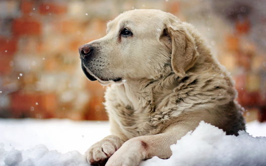 Обои на рабочий стол Золотистый ретривер / Golden Retriever лежит на снегу