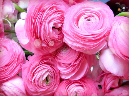 Обои на рабочий стол Розовые персидские лютики / persian buttercup