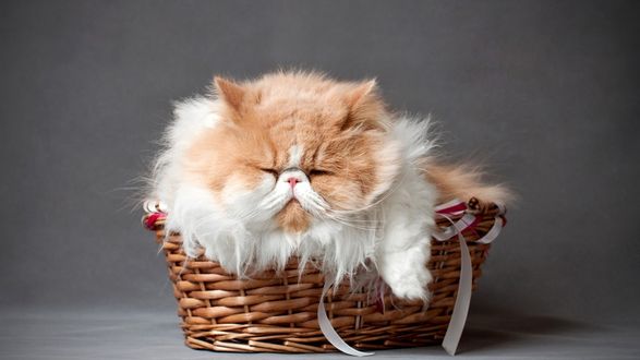 Обои на рабочий стол Персидский кот дремлет в плетеной корзинке на сером фоне