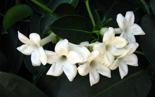 Цветок жасмин — описание, размножение, сорта, фото
