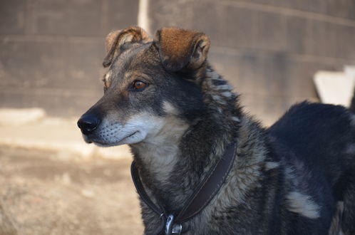 Обои на рабочий стол Пес в лучах солнца