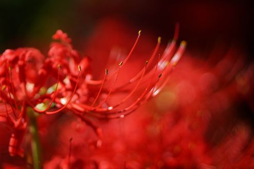 Обои на рабочий стол Цветок красного ликориса / Red Lycoris крупным планом