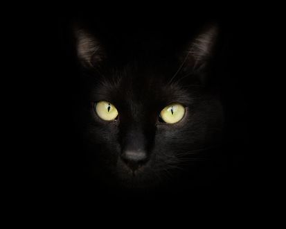 Обои на рабочий стол Черная кошка с желтыми глазами на черном фоне