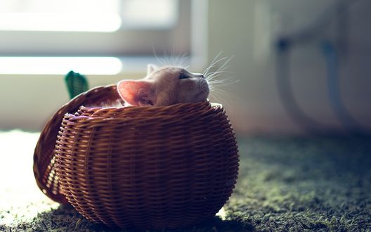 Обои на рабочий стол Маленький котенок высунул свою мордочку из плетеной корзинки