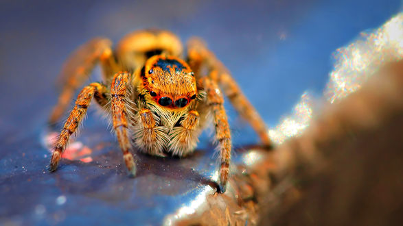 Обои на рабочий стол Паук - скакун / Salticidae сидит на камне