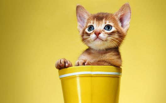 Обои на рабочий стол Рыжий котенок сидит в желтом горшке