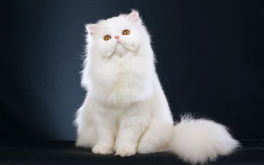 Обои на рабочий стол Белая персидская кошка на черном фоне
