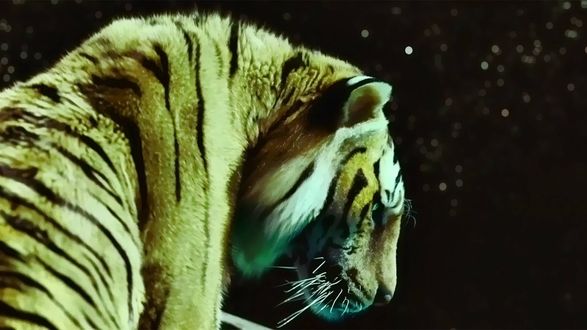 Обои на рабочий стол Тигр Ричард Паркер / Richard Parker задумчиво смотрит в ночь из фильма Жизнь Пи / Life of Pi