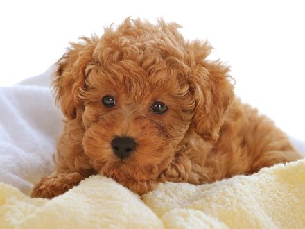Обои на рабочий стол Кучерявый рыжий щенок пуделя / Poodle лежит на светлом пледе