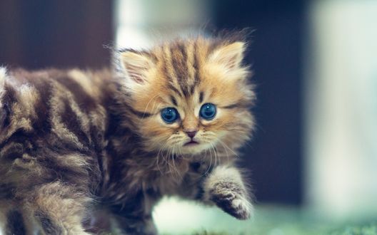 Обои на рабочий стол Котенок Daisy / Дэйзи с голубыми глазками, фотограф Ben Torode