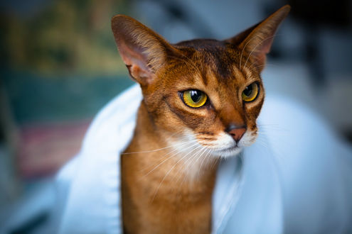 Обои на рабочий стол Абиссинская кошка / Abyssinian cat выглядывает из-под белой материи