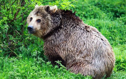 Обои на рабочий стол Бурый медведь на фоне зеленой листвы