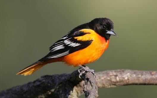 Обои на рабочий стол Baltimore Oriole / Балтимор иволга сидит на ветке дерева
