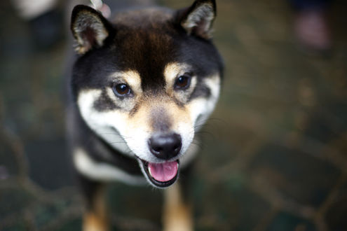 Обои на рабочий стол Рычащая Shiba Inu / Сиба-ину