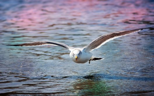 Обои на рабочий стол Летящая чайка над поверхностью воды