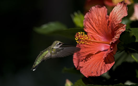 Обои на рабочий стол Колибри у красного цветка гибискуса / Hibiscus