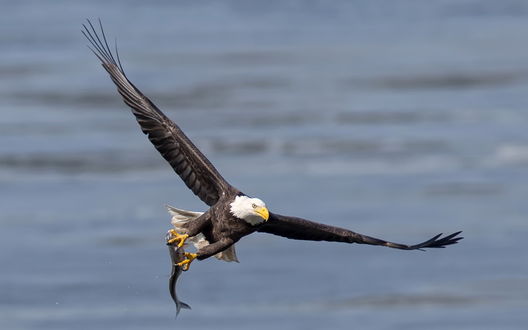 Обои на рабочий стол Белоголовый орлан с рыбой в когтях летит над водой