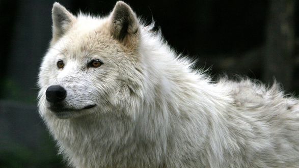 Обои на рабочий стол Белый волк смотрит прямо