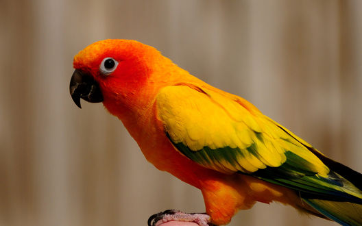 Обои на рабочий стол Оранжевый попугай / parrot с желто-зелеными крыльями и хвостом