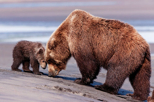 Joy Bear Pictures