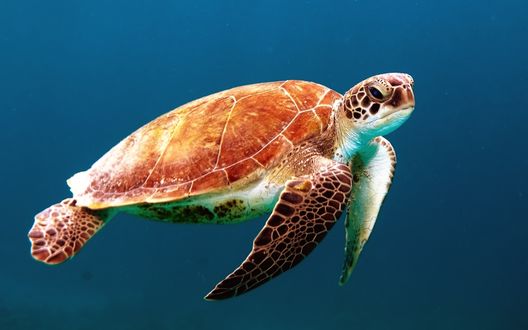 Обои на рабочий стол Морская черепаха плывет под водой