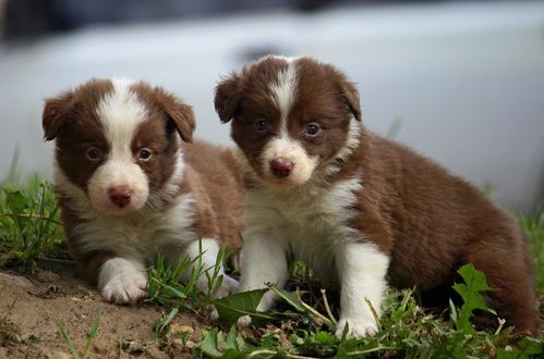 Обои на рабочий стол Два щенка породы Border Collie / бордер-колли лежат на траве