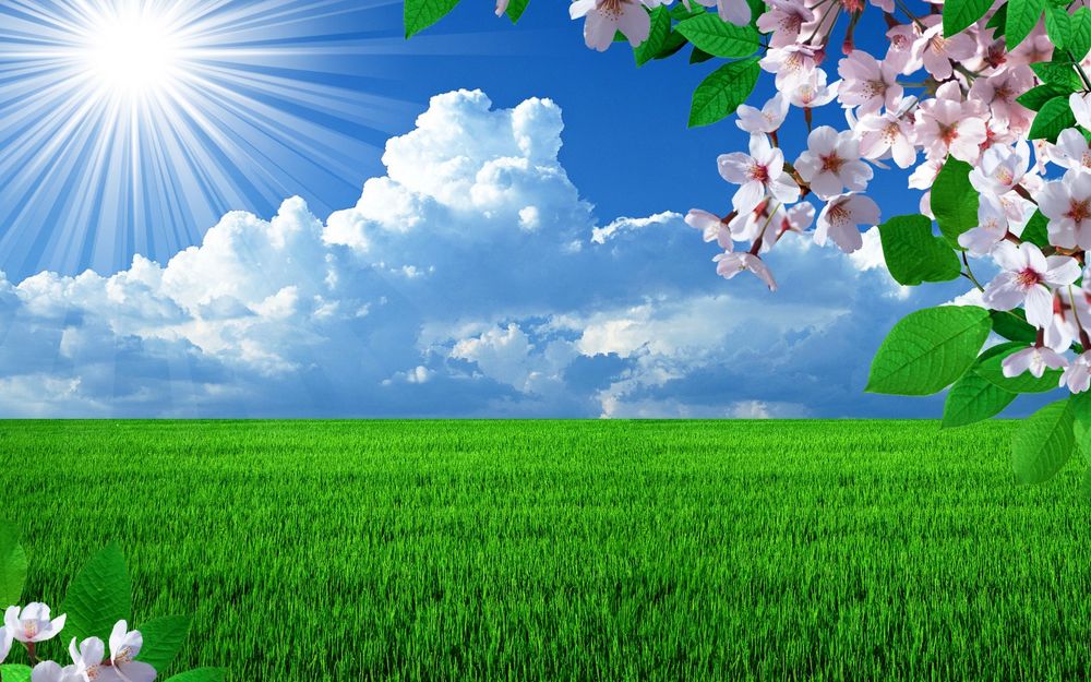 Обои для рабочего стола Весеннее цветение вишни на фоне голубого неба с белыми облаками и ярко светящего солнца