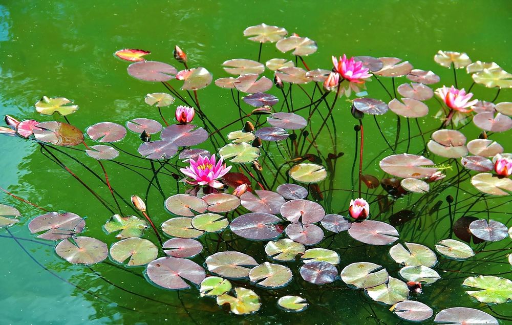 Обои для рабочего стола Розовые водяные лилии в зеленой воде