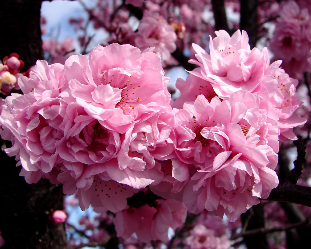 Обои для рабочего стола Розовые яблоневые цветы