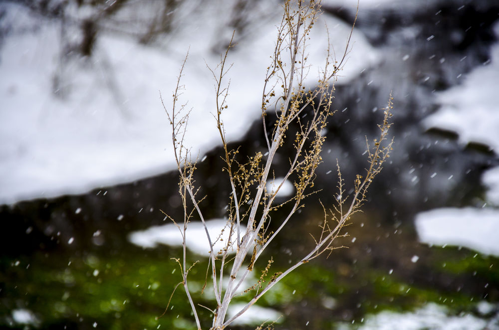 Обои для рабочего стола Сухая ветка травы на фоне падающего снега и ручья