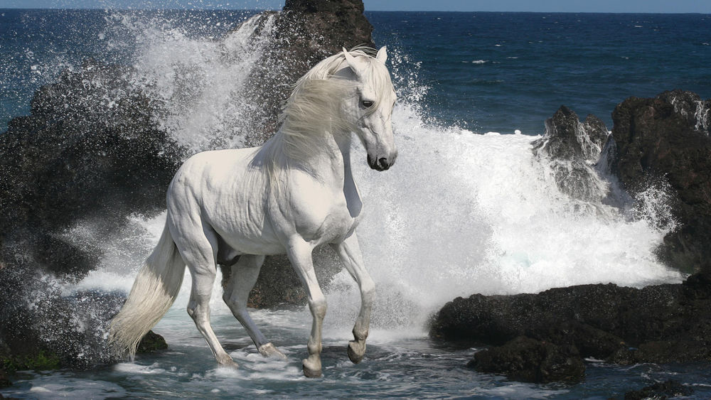 Обои для рабочего стола Белая лошадь на фоне волны, бьющейся о камни