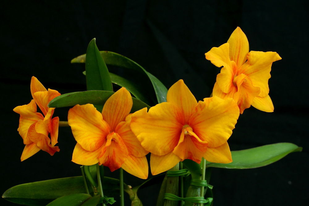 Обои для рабочего стола Желтые орхидеи на черном фоне