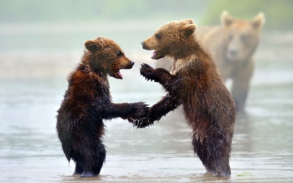 Обои для рабочего стола Два маленьких медвежонка играют на реке