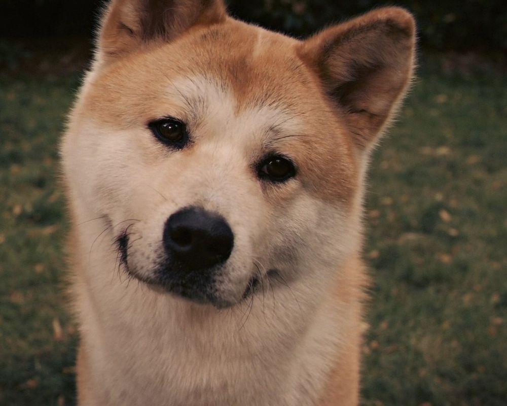 Обои на рабочий стол Пес породы акита-ину по кличке Hachi / Хатико повернул  голову на бок, момент из фильма Hachi: A Dogs Tale / Хатико: Самый верный  друг, обои для рабочего стола,