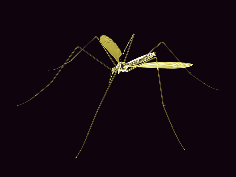 Обои комар в интерьере