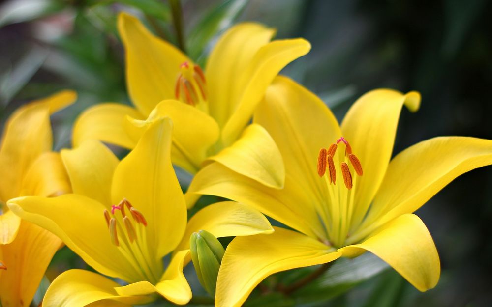 Желтые лилии без смс