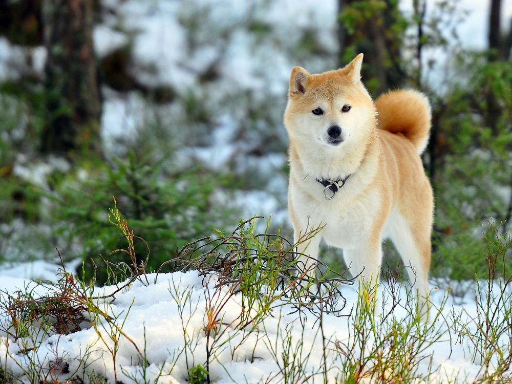Обои для рабочего стола Собака породы Акита-ину / Akita Inu с ошейником, стоит в зимнем лесу