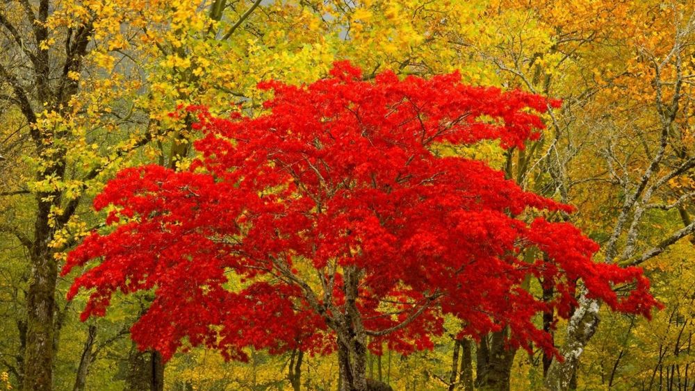 Обои для рабочего стола Дерево с красными листьями на фоне осеннего леса