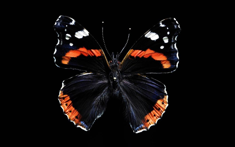 Белая бабочка на черном фоне