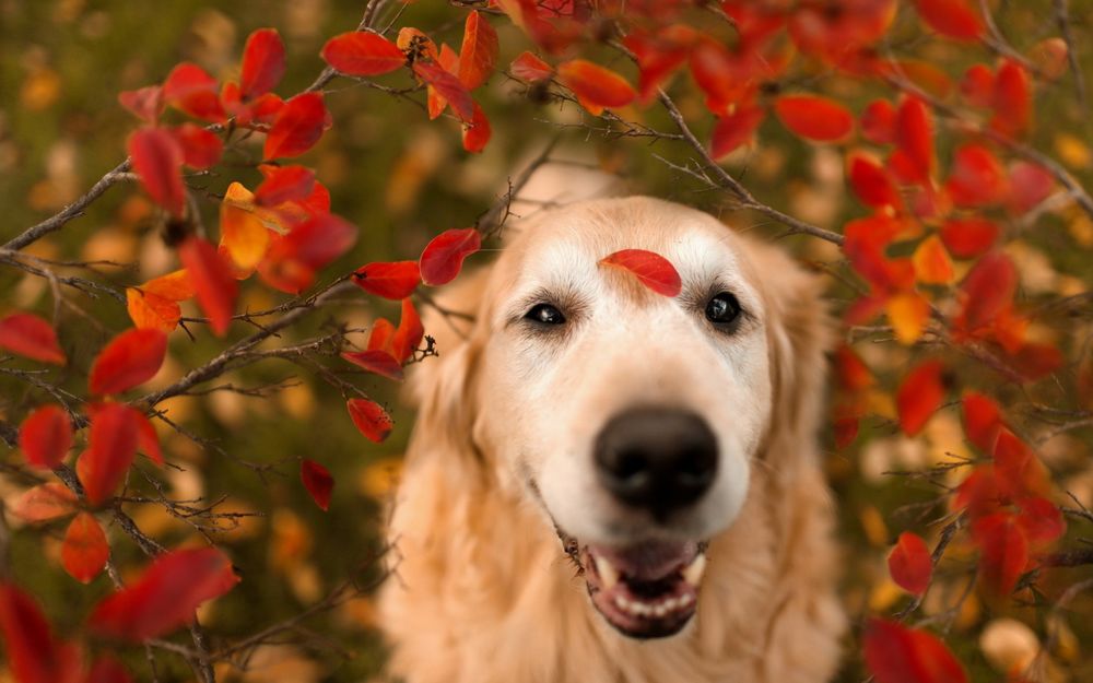 Обои для рабочего стола Золотистый ретривер / Golden Retriever по кличке Чэмп под кустом с красными листьями