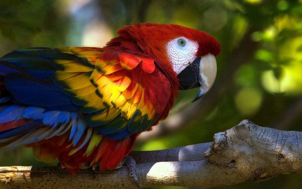 Обои для рабочего стола Разноцветный попугай сидит на ветке дерева