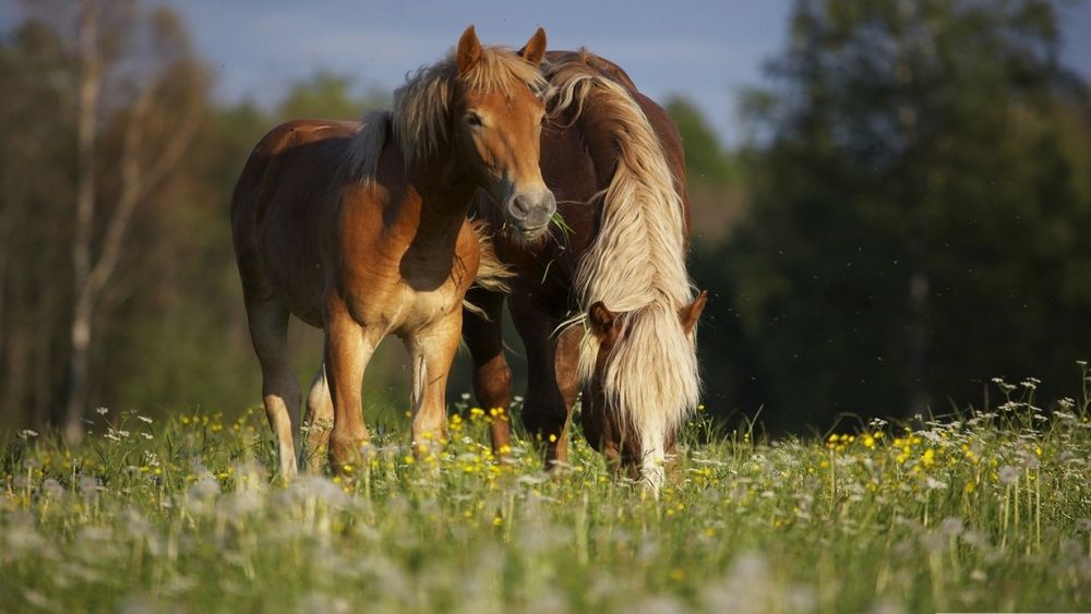 Обои для рабочего стола Лошади едят траву
