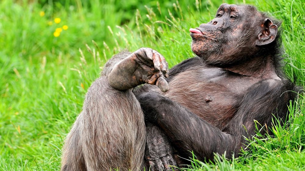 Обои для рабочего стола Шимпанзе лежит на траве и показывает язык