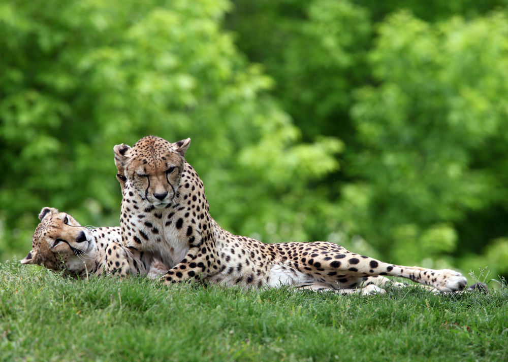 Обои для рабочего стола Два леопарда лежат на траве на фоне деревьев