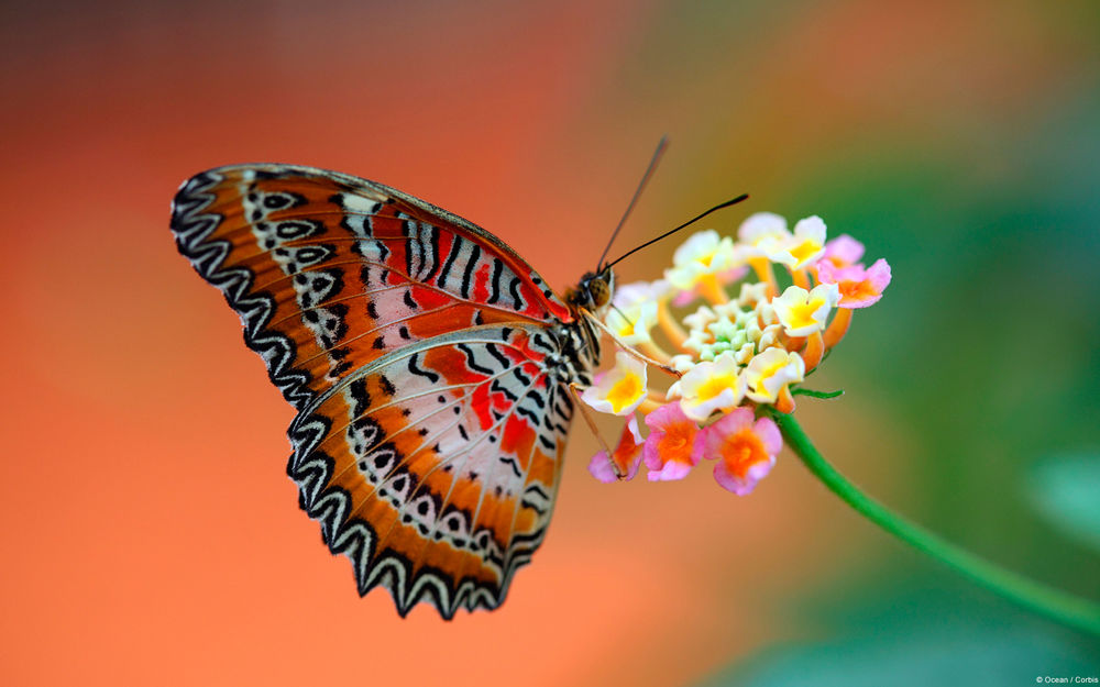 Красивая бабочка рисунок