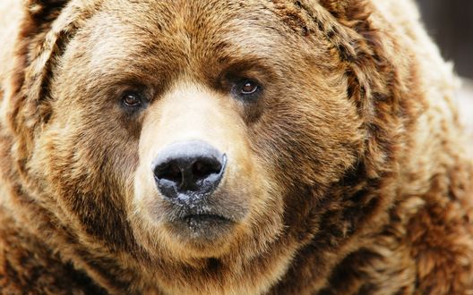 Обои на рабочий стол Бурый медведь смотрит прямо