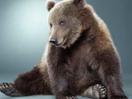 Обои на рабочий стол Улыбающийся медведь с добрыми глазами