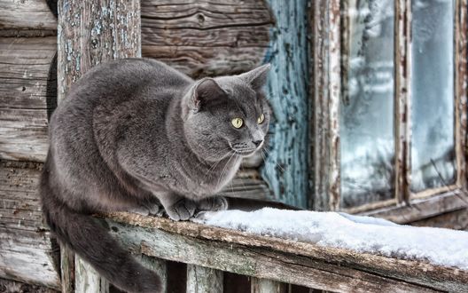 Обои на рабочий стол Дымчатый кот с настороженным взглядом, сидящий на деревянной веранде, покрытой снегом