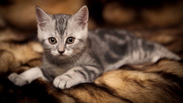 Обои на рабочий стол Серый полосатый котенок лежит на меховом пледе