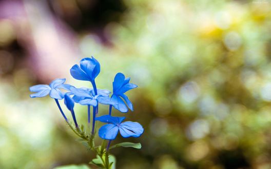 Обои на рабочий стол Голубые цветы плюмбаго / plumbago